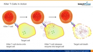Killer T-Cells In Action