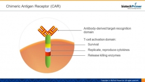 Chimeric Antigen Receptor (CAR)